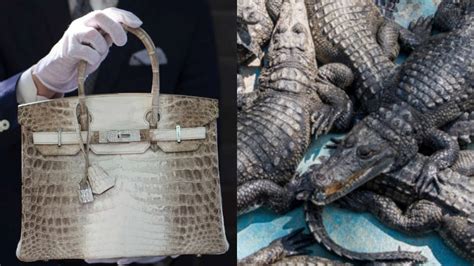 hermes farming|Hermes crocodile sale.